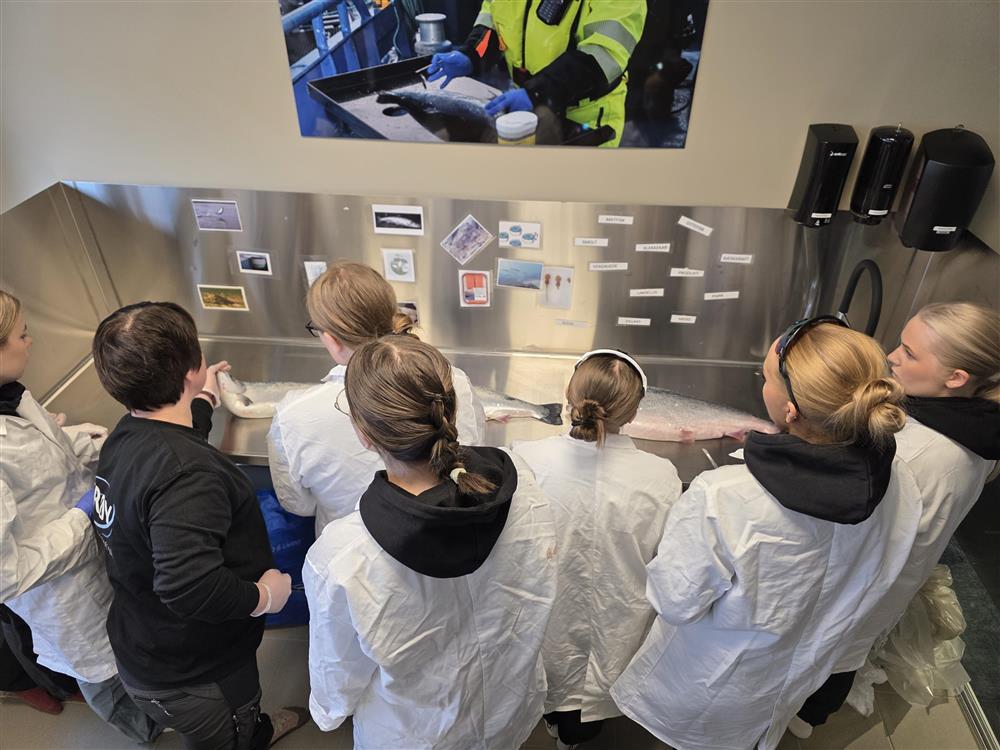 Flere elever i hvite frakker står samlet rundt et arbeidsbord og observerer disseksjon av en laks på et laboratoriebord inne på Barents Salmon Centre. - Klikk for stort bilde