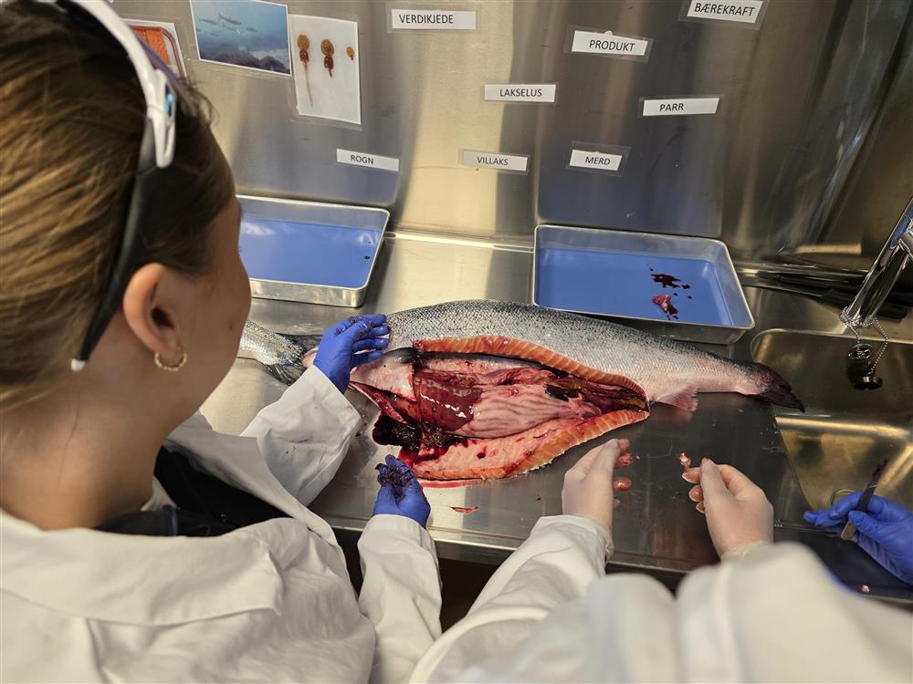 Nærbilde av en åpnet oppdrettslaks liggende på et metallbord mens elever i beskyttelsesutstyr undersøker fiskens indre organer. - Klikk for stort bilde